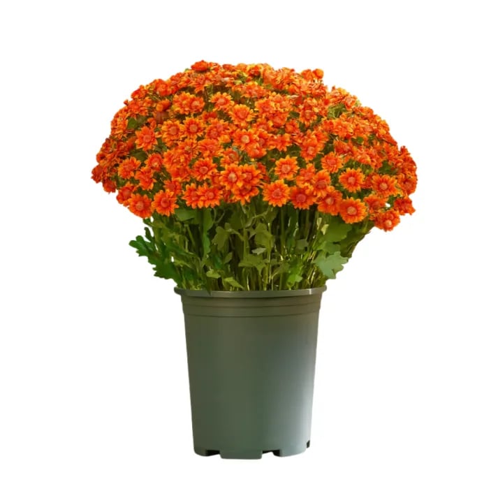 đ„Viimeinen pĂ€ivĂ€! Vain 4⏠kappale â Tekokukat ulkokĂ€yttöön "Sunset Mums" â UV-sĂ€teilyn, veden ja tuulen kestĂ€vĂ€t